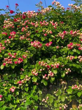 今日头条花朵视频,捕捉生活中的美好瞬间